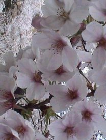 Sakura: il fiore di ciliegio